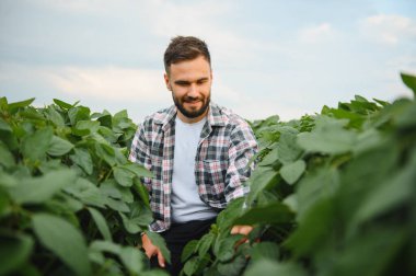Mutlu tarım uzmanları ekili bir tarlada soya bitkilerinin büyümesini kontrol ederek sağlıklı ve üretken bir ürün sağlıyor.