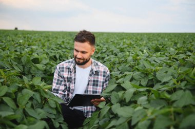 Agronomist, sağlıklı soya mahsulünü incelerken, kaliteli ve sürdürülebilir tarım uygulamalarını sağlarken bir panoya not alıyor.