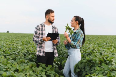 İki çiftçi bir soya bitkisini inceliyor ve ekili bir alanda büyümesini tartışıyor. Bu da tarım alanındaki uzmanlıklarını ve işbirliklerini gösteriyor.