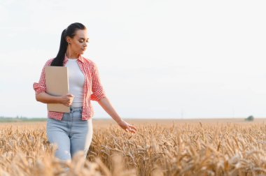 Altın tarladaki buğday saplarını analiz eden çiftçi, pano tutuyor, hasat, tarım ve tarım kavramlarını değerlendiriyor.