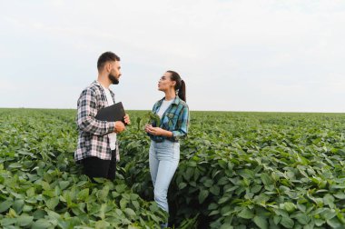İki çiftçi, ekili bir tarlada soya fasulyesi hasadı hakkında tartışıyorlar. Bilgi alışverişi yapıyorlar ve bitkileri analiz ediyorlar.