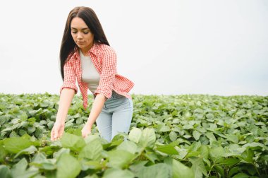 Genç kadın çiftçi, büyük ekili bir tarlada soya fasulyelerinin büyümesini kontrol ederek sağlıklı ve verimli bir hasat sağlıyor.