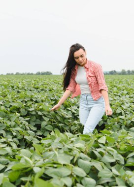 Genç çiftçi kadın soya tarlasında yürüyor, yapraklara dokunuyor ve ekinlerin sağlığını kontrol ediyor.