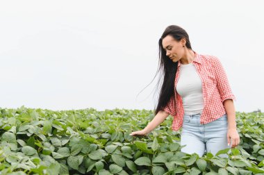 Genç kadın çiftçi soya yapraklarını inceliyor ve verimli, ekili bir tarlada mahsulleri kontrol ediyor, sağlıklı büyüme ve kalite sağlıyor.