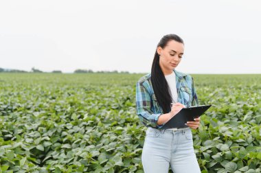 Genç çiftçi kadın, açık bir yaz gökyüzünün altındaki canlı bir soya fasulyesi tarlasında ürünleri yakından incelerken panoya notlar yazıyor.