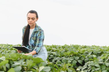 Soya fasulyelerini analiz eden ve not alan çiftçi, tarım alanında kalite kontrolü yapıyor.
