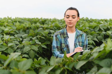 Zengin bir soya ekinini teftiş eden kadın tarım mühendisi canlı bir kırsal alandaki bir panoya özenle not alıyor.