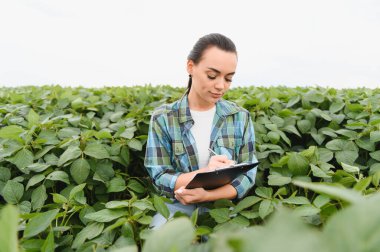 Ekinleri inceleyen ve soya fasulyesi tarlasında bir panoya not alan kadın tarım mühendisi.