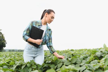 Dişi tarım mühendisi pano tutuyor ve ekili tarladaki soya ekinlerini denetliyor.