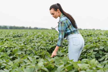 Agronomist, veri toplama ve kalite kontrolü için elinde bir pano tutarak bir tarladaki soya fasulyesi bitkilerini inceliyor.