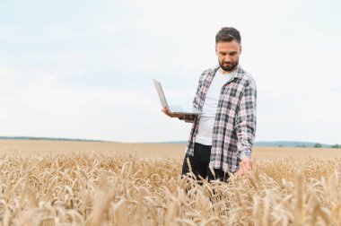Çiftçi, altın bir tarladaki buğday büyümesini izlemek ve analiz etmek için modern teknolojiyi kullanarak başarılı bir hasat sağlar.