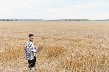 Buğday tarlasında dizüstü bilgisayarla çalışan çiftçi, hassas tarım ve mahsul izleme için modern teknolojiyi kullanıyor