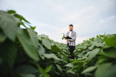 Agronomist, ekilmiş bir tarlada soya bitkilerinin büyümesini incelerken, sağlıklı ve verimli bir mahsul elde etmek için notlar alıyor.