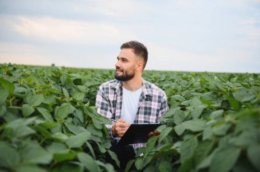 Agronomist, parlak bir yaz gökyüzünün altında tohum ekilmiş soya tarlasında mahsulleri yakından incelerken bir panoya not alıyor.