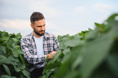 Agronomist tarım arazilerinde sağlıklı hasat sağlayarak büyüme ve hastalık için ekinleri analiz ediyor.