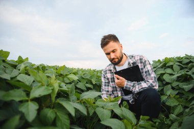 Agronomist, tarımsal alanda yetiştirilen soya fasulyelerinin büyümesini incelerken not alıyor.
