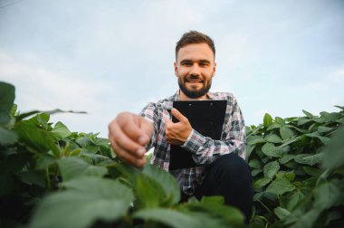 Tarlada yetişen soya bitkilerini inceleyen, sağlıklı büyümeyi sağlayan ve verimi en üst düzeye çıkaran bir tarımcı.