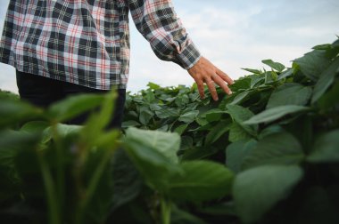 Çiftçi soya yapraklarına nazikçe dokunuyor ve onları inceliyor, güneşli bir gökyüzünün altındaki canlı tarım alanındaki büyüme ve sağlığı değerlendiriyor.