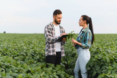 İki ziraatçi soya fasulyelerini analiz ediyor ve bir panoya not alıyor, büyük ekili bir alanda kalite kontrolü yapıyor.