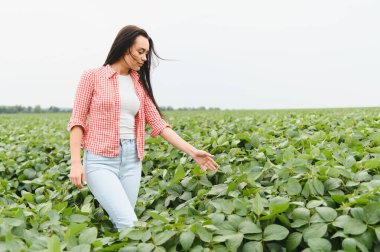 Genç çiftçi kadın soya tarlasında yürüyor, bitkilere hafifçe dokunuyor ve büyümeyi kontrol ediyor.