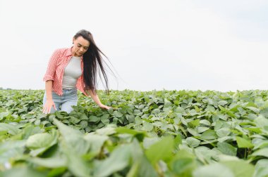 Genç çiftçi kadın açık mavi bir gökyüzünün altında canlı soya bitkilerinin büyümesini inceliyor.