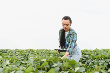 Soya fasulyesi bitkilerini inceleyen ve panoya not alan dişi çiftçi sağlıklı büyüme ve tarım alanındaki verimi en üst düzeye çıkartıyor.