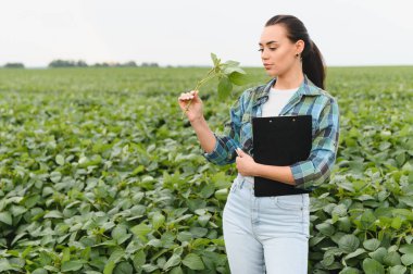 Tarlada ekilen soya tohumlarını incelerken elinde bir pano tutan tarımcı bitki sağlığı ve büyüme kalitesine odaklanıyor.