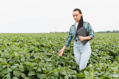 Kadın tarım mühendisi soya fasulyesi tarlasında yürüyor ve elinde bir pano ile mahsulü inceliyor.