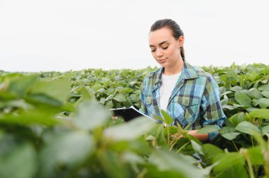 Kadın tarım mühendisi, ekili bir alanda soya fasulyelerinin sağlığı ve büyümesini incelerken panoya not alıyor.