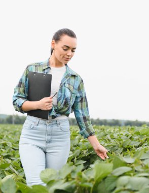 Tarlada ekilmiş bir tarlada soya bitkilerini incelerken ve incelerken elinde bir pano tutan çiftçi, ekin büyümesi ve kalite kontrolüne odaklanıyor.