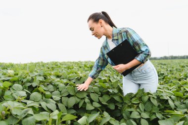 Genç tarımcı kadın elinde bir pano tutarken yaz güneşinin altındaki ekilmiş bir tarlada sağlıklı soya bitkilerini inceliyor.
