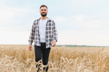 Genç çiftçi güneşli yaz gününde olgun buğday tarlalarında yürüyor, tarım manzarasının tadını çıkarıyor.