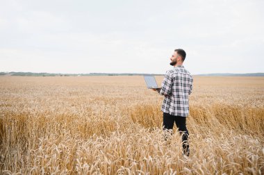 Altın buğday tarlasında yürüyen, dizüstü bilgisayarı olan, hassas tarım ve ürün yönetimi için teknolojiyi kullanan çiftçi.