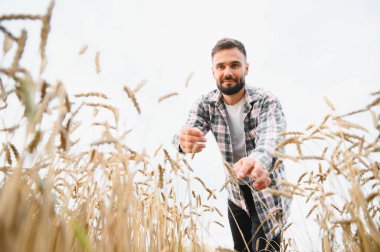 Sakallı çiftçi altın tarlasında olgun buğday saplarını kontrol ederek sağlıklı büyüme ve bol hasat sağlar.