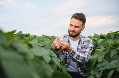 Agronomist canlı bir tarlada gelişen bir soya bitkisini inceliyor, büyümesini ve genel sağlığını dikkatle değerlendiriyor.