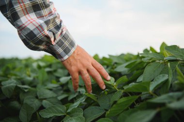 Çiftçinin soya yapraklarına hafifçe dokunması, tarım alanındaki bitkilerin büyüme ve sağlığını değerlendirmesi
