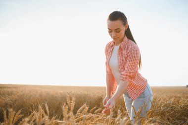 Genç kadın çiftçi gün batımında ekili tarım tarlasında olgun buğday kulaklarına hafifçe dokunuyor.