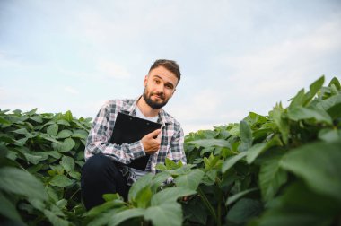 Yeşillik bir soya tarlasında çömelmiş, elinde bir pano tutarken ekinleri inceleyen, bitki sağlığı ve büyüme potansiyelini değerlendiren bir tarım uzmanı.