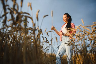 Genç kadın çiftçi gün batımında altın tarlasında buğday kulaklarını inceliyor, hasat potansiyelini değerlendiriyor.