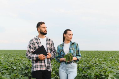 İki çiftçi soya fasulyesi tarlasında ellerinde bir pano ve soya fasulyesi var. Ürünün büyümesini ve kalitesini inceliyorlar.
