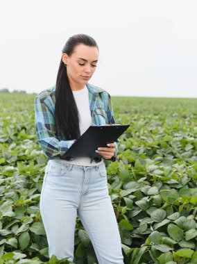 Yaz mevsiminde canlı bir soya fasulyesi tarlasında bir panoya not alırken ekinleri inceleyen kadın tarım mühendisi