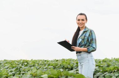 Tarım mühendisi soya fasulyesi mahsulünü inceliyor ve tarladaki bir panoya not alıyor.
