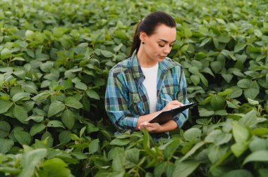 Kadın tarım mühendisi, ekilmiş bir tarlada soya ekinini incelerken bir panoya not alıyor ve kalite kontrolü yapıyor.