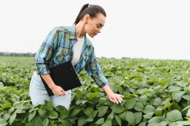 Tarım uzmanı soya fasulyesi ürünlerini analiz ediyor, geniş bir alanda veri toplamak için bir pano tutuyor.
