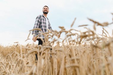 Genç çiftçi olgunlaşmış buğday tarlasında yürümekten zevk alıyor, açık gökyüzünün altındaki altın mahsullere hayran.