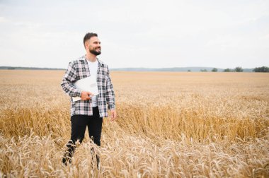 Altın buğday tarlasında duran çiftçi, elinde dizüstü bilgisayarla parlak yaz gökyüzünün altındaki yemyeşil, olgun mahsulü seyrediyor.
