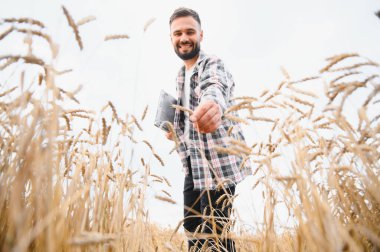 Sırıtkan çiftçi elinde dizüstü bilgisayarla altın buğday saplarına dokunuyor. Güneşli tarlada gelişen ekinlerini inceliyor ve analiz ediyor.