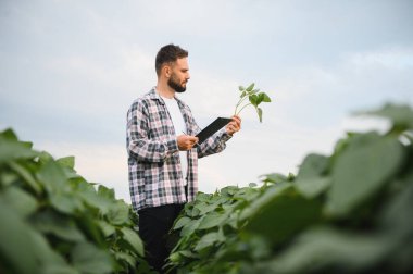 Elinde bir pano tutan ve ekilmiş tarımsal alanda soya bitkisinin büyümesini denetleyen bir tarımcı.