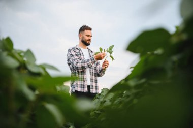 Agronomist soya bitkisini analiz eder, bir soya tarlası içindeki sağlık ve büyümesini değerlendirir, sürdürülebilir tarım ve gıda üretimine katkıda bulunur.