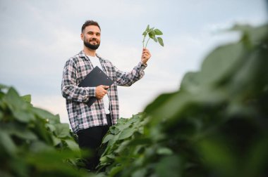Soya bitkisini inceleyen ve elinde bir pano tutan tarım uzmanı, ekilmiş soya fasulyesi tarlasında duruyor.